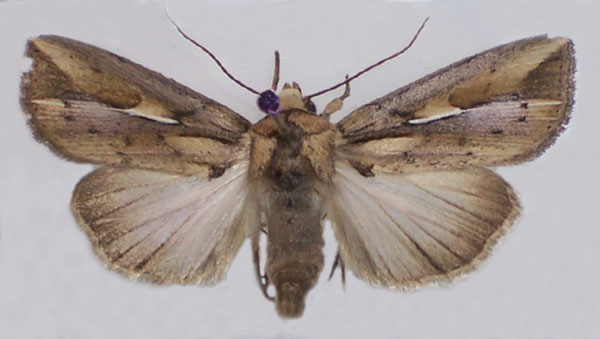 /filer/webapps/moths/media/images/F/fissifascia_Leucania_AM_BMNH_02.jpg