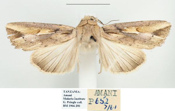 /filer/webapps/moths/media/images/F/fissifascia_Leucania_A_BMNH.jpg