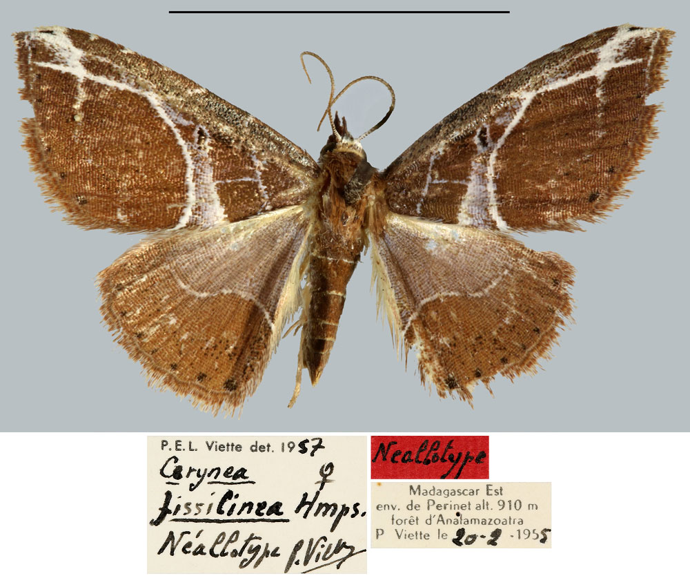 /filer/webapps/moths/media/images/F/fissilinea_Cerynea_NAT_MNNH.jpg