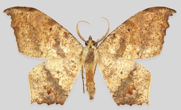 /filer/webapps/moths/media/images/F/flaccida_Mesothisa_AM_ZSMa.jpg