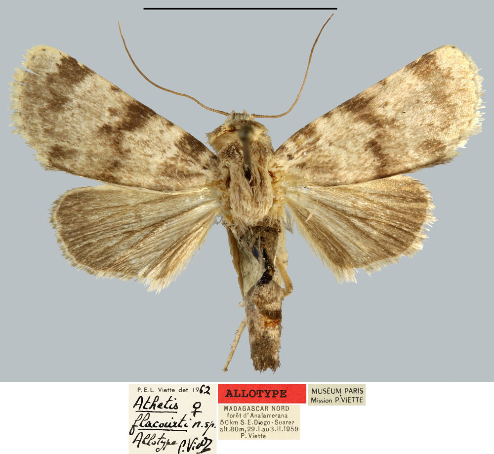 /filer/webapps/moths/media/images/F/flacourti_Athetis_AT_MNHN.jpg