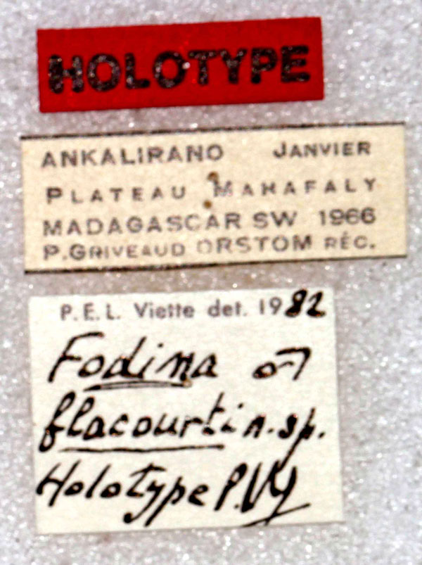 /filer/webapps/moths/media/images/F/flacourti_Fodina_HT_MNHNl.jpg