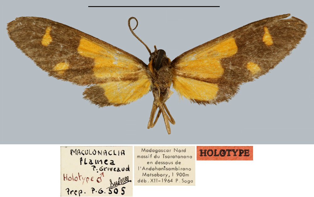 /filer/webapps/moths/media/images/F/flamea_Maculonaclia_HT_MNHN.jpg
