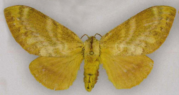 /filer/webapps/moths/media/images/F/flamerchena_Pachytrina_PTF_RMCA.jpg