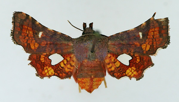 /filer/webapps/moths/media/images/F/flammata_Dysodia_AF_TMSA.jpg