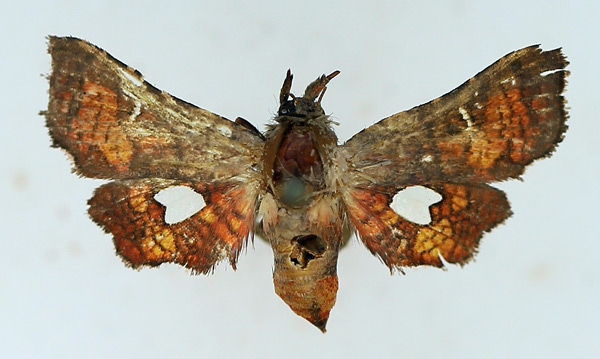 /filer/webapps/moths/media/images/F/flammata_Dysodia_AM_TMSA.jpg