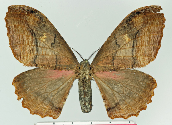 /filer/webapps/moths/media/images/F/flammostriata_Micragone_AF_Basquin.jpg