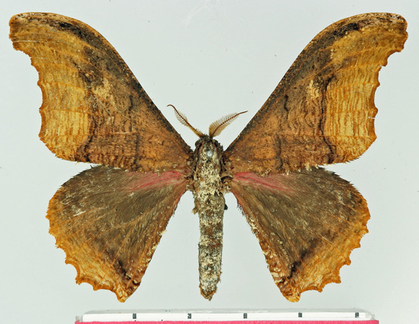 /filer/webapps/moths/media/images/F/flammostriata_Micragone_AM_Basquin.jpg