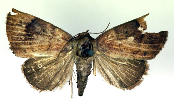/filer/webapps/moths/media/images/F/flandria_Negeta_A_RMCA.jpg
