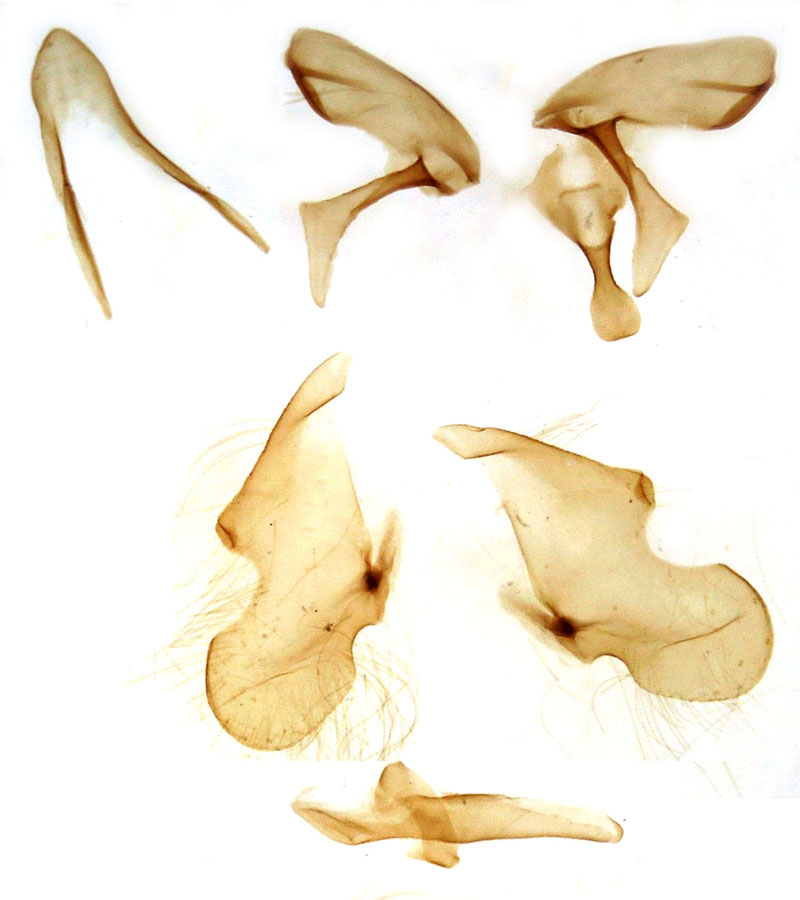 /filer/webapps/moths/media/images/F/flandriana_Hypersypnoides_GMHT_Berio-726.jpg