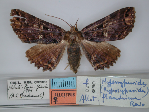 /filer/webapps/moths/media/images/F/flandriana_Sypnoides_AT_RMCA_01.jpg