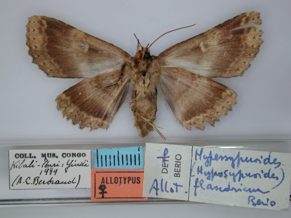 /filer/webapps/moths/media/images/F/flandriana_Sypnoides_AT_RMCA_02.jpg
