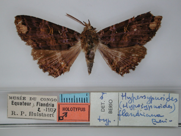 /filer/webapps/moths/media/images/F/flandriana_Sypnoides_HT_RMCA_01.jpg