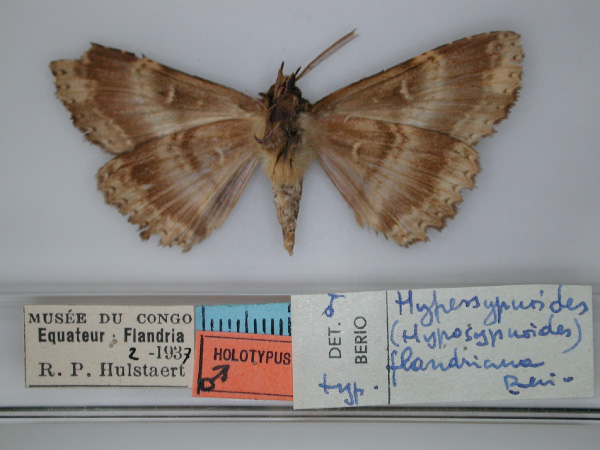 /filer/webapps/moths/media/images/F/flandriana_Sypnoides_HT_RMCA_02.jpg