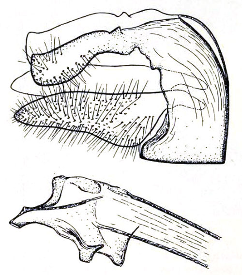 /filer/webapps/moths/media/images/F/flava_Catabola_GMHT_Petersen_2.jpg