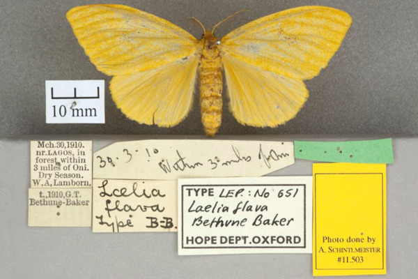 /filer/webapps/moths/media/images/F/flava_Conigephyra_HT_OUMNHa_01.jpg