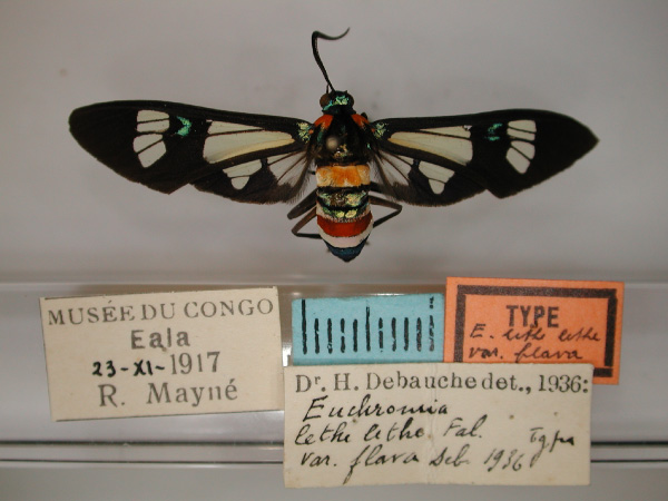 /filer/webapps/moths/media/images/F/flava_Euchromia_HT_RMCA_01.jpg
