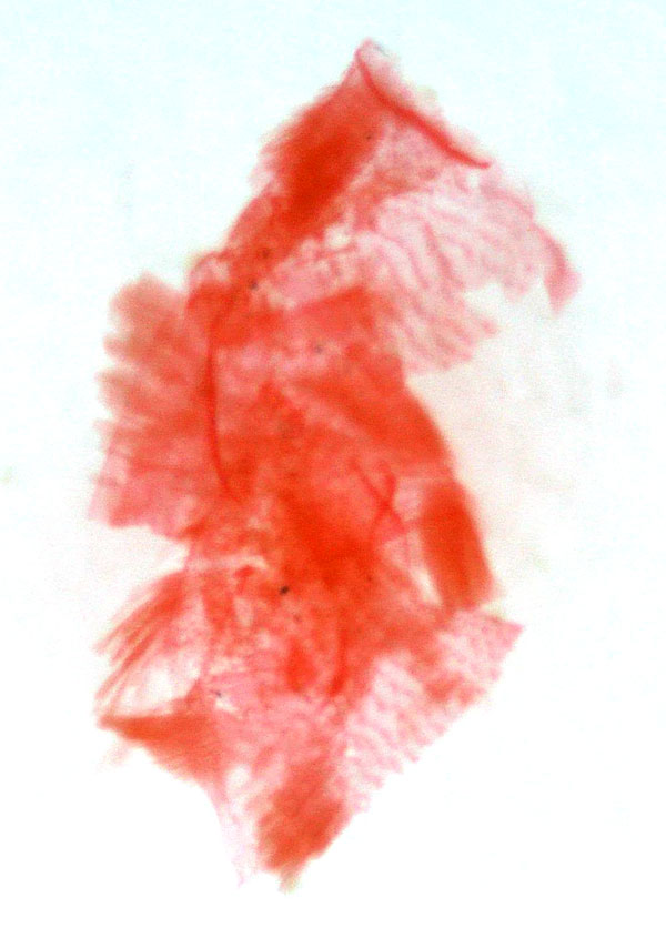 /filer/webapps/moths/media/images/F/flava_Eusimplex_GFPT_MSNM_5657.jpg