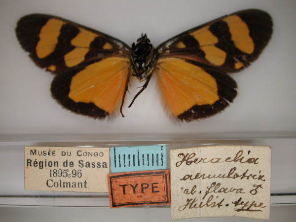 /filer/webapps/moths/media/images/F/flava_Heraclia_HT_RMCA_02.jpg