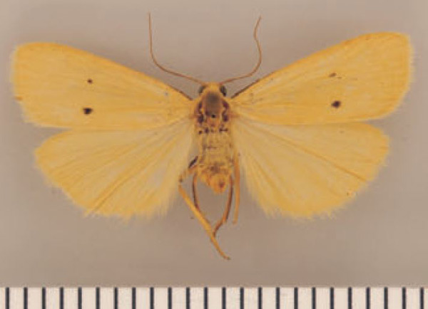 /filer/webapps/moths/media/images/F/flava_Lysceia_AM_TMSA.jpg