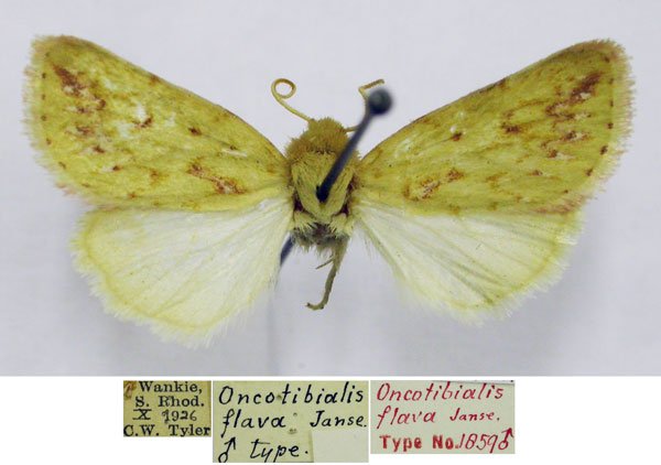 /filer/webapps/moths/media/images/F/flava_Oncotibialis_HT_TMSA.jpg