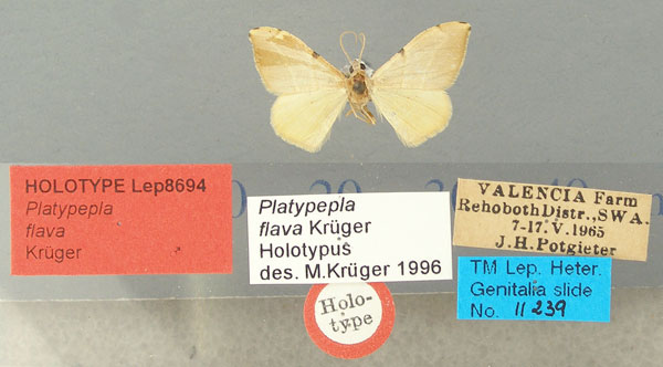 /filer/webapps/moths/media/images/F/flava_Platypepla_HT_TMSA.jpg