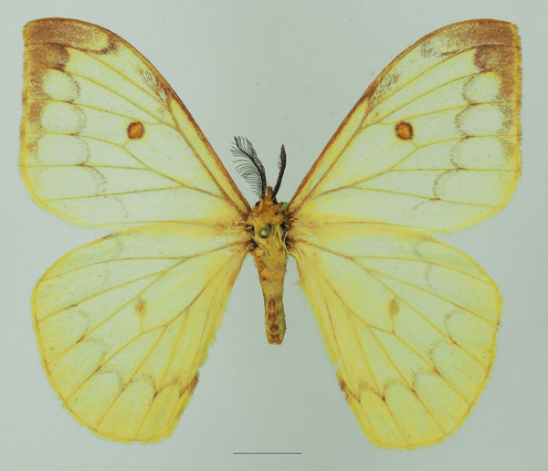 /filer/webapps/moths/media/images/F/flava_Pseudaphelia_AM_Basquina.jpg