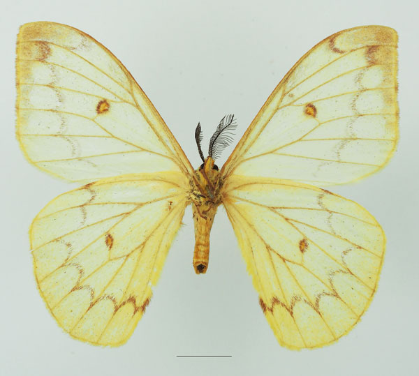 /filer/webapps/moths/media/images/F/flava_Pseudaphelia_AM_Basquinb.jpg