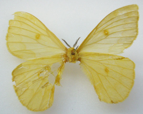 /filer/webapps/moths/media/images/F/flava_Pseudaphelia_HT_NHMUKb.jpg