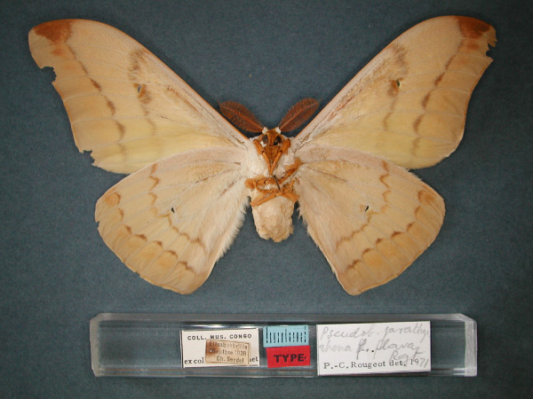 /filer/webapps/moths/media/images/F/flava_Pseudobunaea_HT_RMCA_02.jpg
