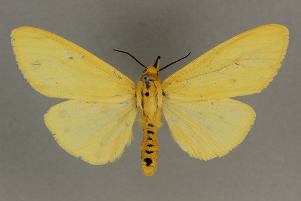 /filer/webapps/moths/media/images/F/flava_Saenura_AF_BMNH.jpg