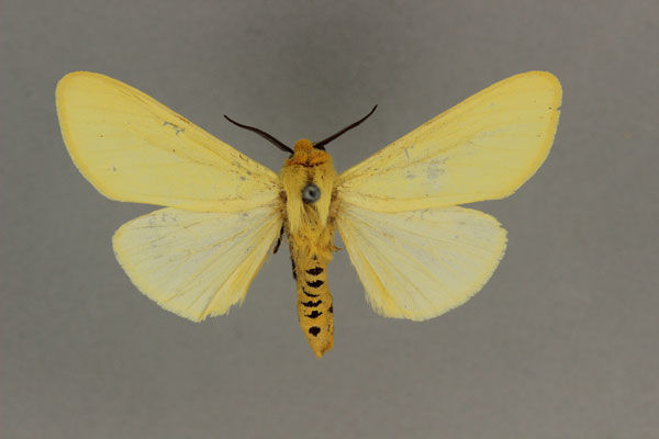 /filer/webapps/moths/media/images/F/flava_Saenura_AM_BMNH.jpg