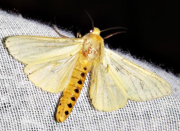 /filer/webapps/moths/media/images/F/flava_Saenura_A_Braun_09.jpg