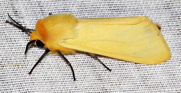 /filer/webapps/moths/media/images/F/flava_Saenura_A_Braun_10.jpg