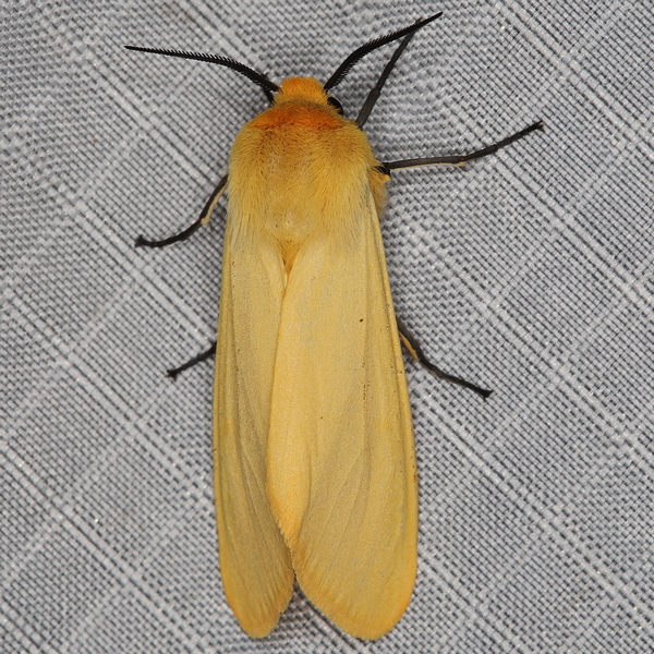 /filer/webapps/moths/media/images/F/flava_Saenura_A_Heyns_01.JPG