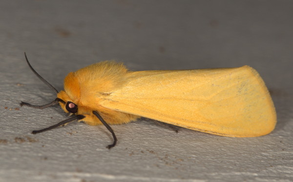 /filer/webapps/moths/media/images/F/flava_Saenura_A_Heyns_02.jpg