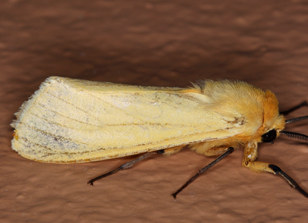 /filer/webapps/moths/media/images/F/flava_Saenura_A_Roland_01.jpg