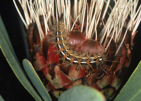 /filer/webapps/moths/media/images/F/flava_Saenura_C_Roland_04.jpg