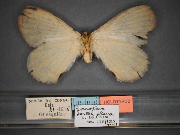 /filer/webapps/moths/media/images/F/flava_Stengolene_HT_RMCA_02.jpg
