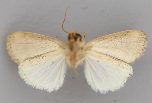 /filer/webapps/moths/media/images/F/flavalba_Aletia_HT_RMCA_02.jpg