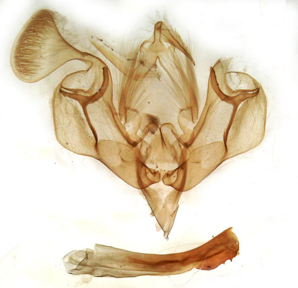 /filer/webapps/moths/media/images/F/flavalba_Mythimna_GM_Berio-1053.jpg