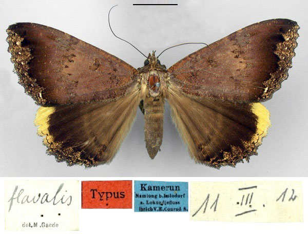 /filer/webapps/moths/media/images/F/flavalis_Leptamma_HT_ZMHB.jpg