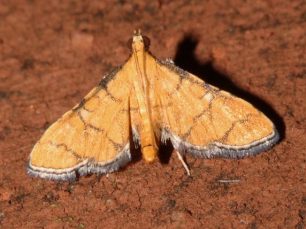 /filer/webapps/moths/media/images/F/flavalis_Piletocera_A_Roland.jpg