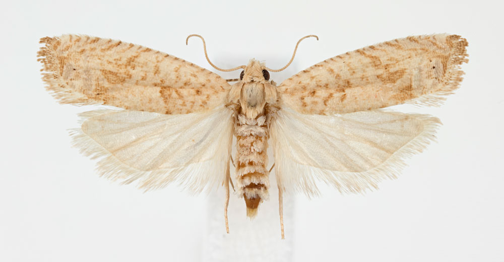 /filer/webapps/moths/media/images/F/flavana_Crocidosema_PTM_NHMO.jpg