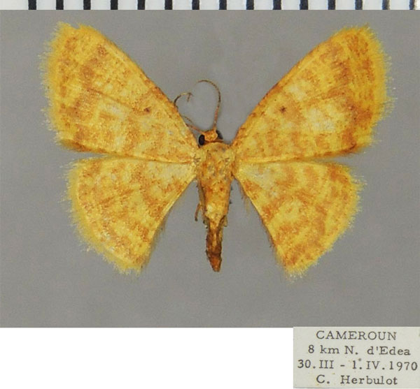 /filer/webapps/moths/media/images/F/flavata_Heterostegane_AM_ZSM.jpg