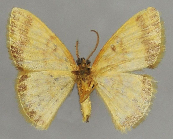 /filer/webapps/moths/media/images/F/flavata_Heterostegane_AM_ZSMb.jpg