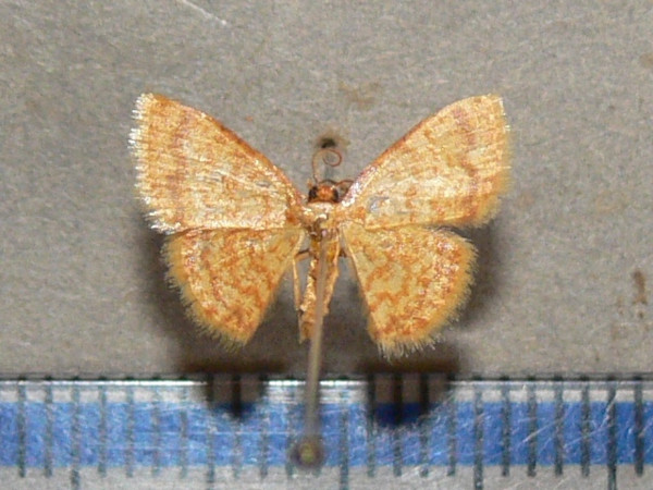 /filer/webapps/moths/media/images/F/flavata_Heterostegane_A_Goffa_01.jpg