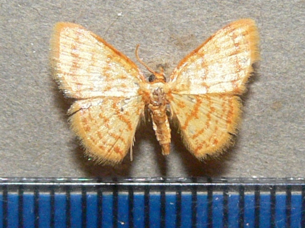 /filer/webapps/moths/media/images/F/flavata_Heterostegane_A_Goffa_03.jpg
