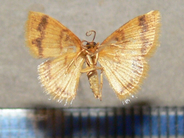 /filer/webapps/moths/media/images/F/flavata_Heterostegane_A_Goffb_01.jpg