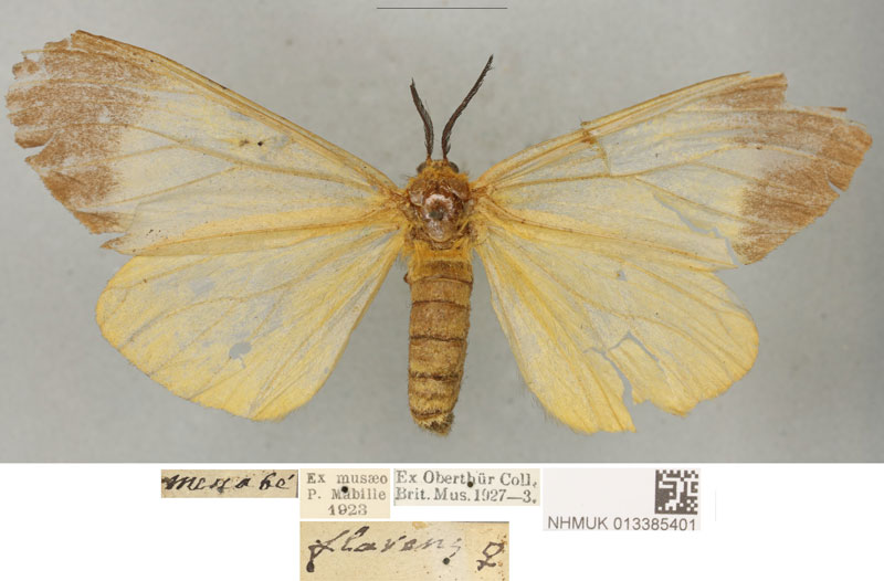 /filer/webapps/moths/media/images/F/flavens_Coenostegia_PLTF_BMNH.jpg
